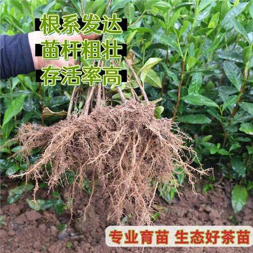正宗茶叶苗龙井43号绿茶树苗安吉奶白特早茶乌牛早苗黄金芽苗 - 图1