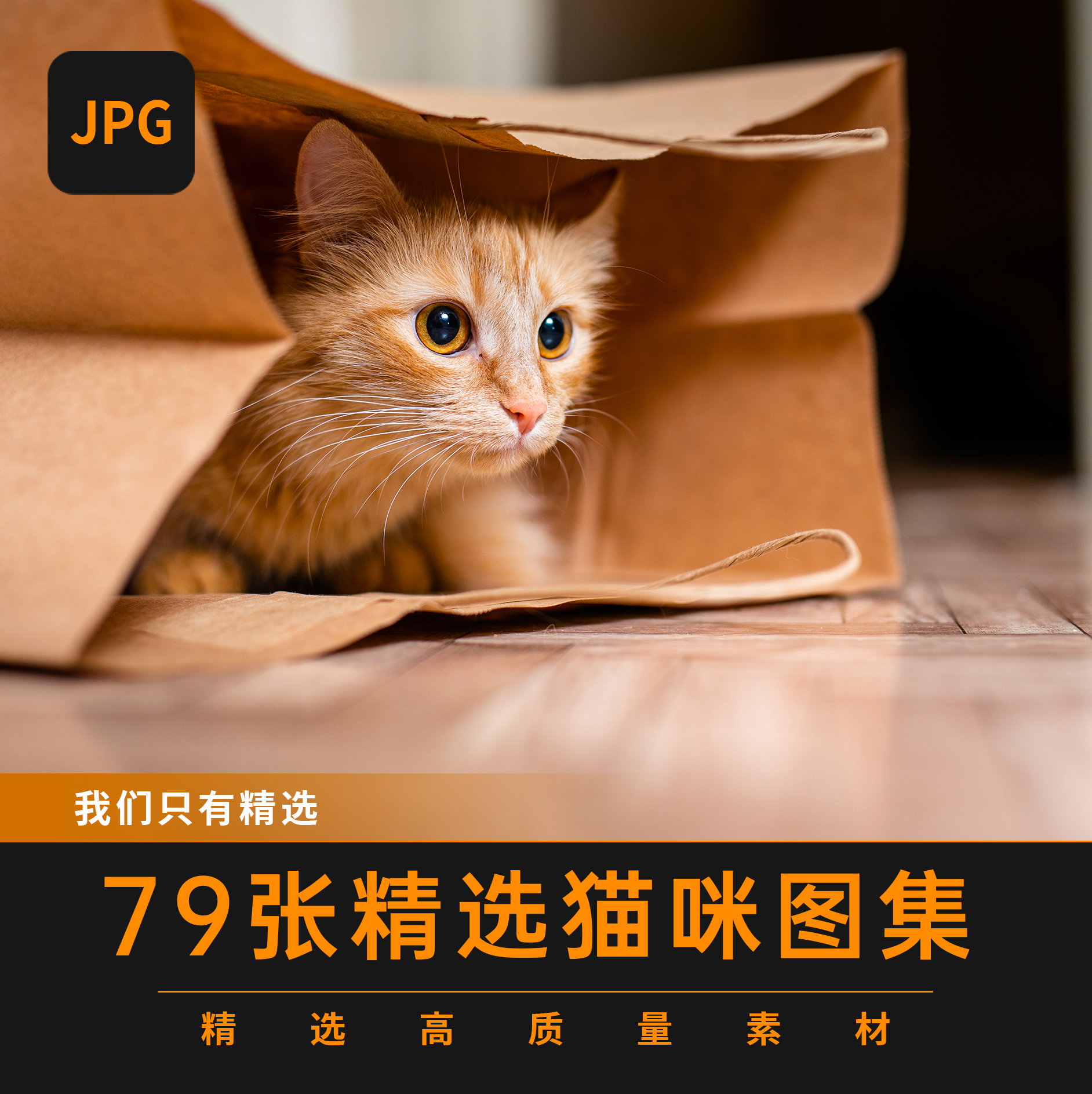 可爱猫咪图集喵星人高清图片设计素材自媒体资料宠物店美短橘猫蓝 - 图0