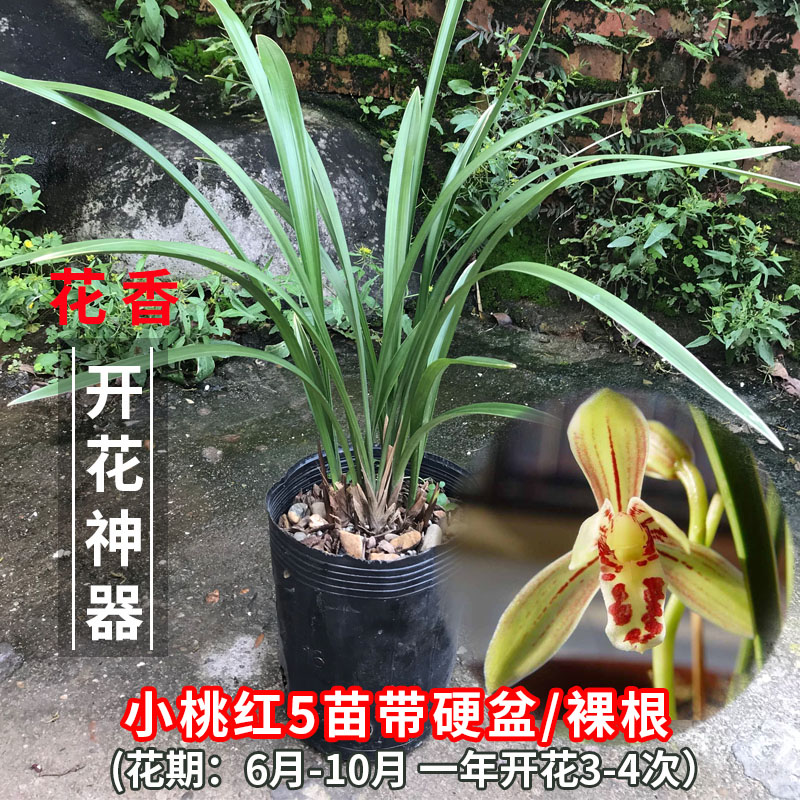 老种建兰四季兰兰花盆栽原土盆金荷小桃红富山奇