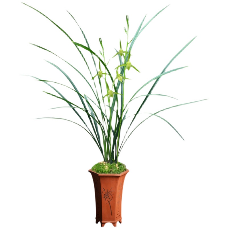 浓香兰花江西细叶寒兰素心虎山素带花苞雪中红桃花仙子莲瓣小雪素,淘宝优惠券,粉丝福利购,淘宝优惠卷