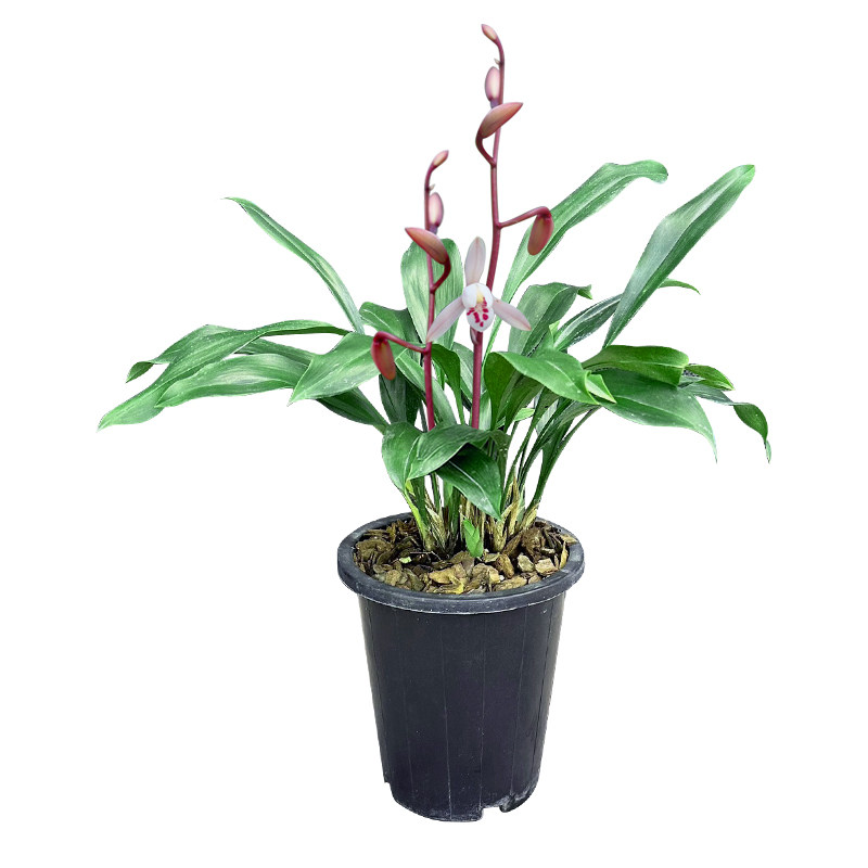 兰花兔耳兰盆栽澳洲香水石斛阳台庭院趣味盆景新鲜花卉家用绿植物,淘宝优惠券,粉丝福利购,淘宝优惠卷