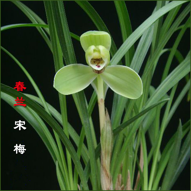 浓香老种春兰宋梅带花苞细叶名贵兰花西神知足素梅瓣观赏花卉盆栽,淘宝优惠券,粉丝福利购,淘宝优惠卷