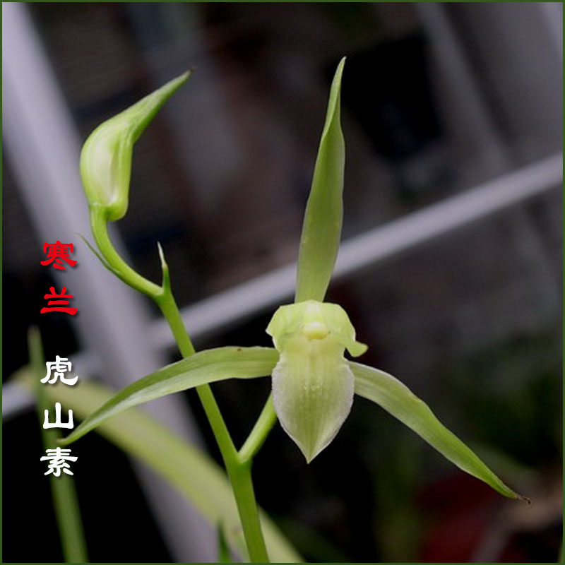 浓香兰花江西细叶寒兰素心虎山素带花苞雪中红桃花仙子莲瓣小雪素,淘宝优惠券,粉丝福利购,淘宝优惠卷