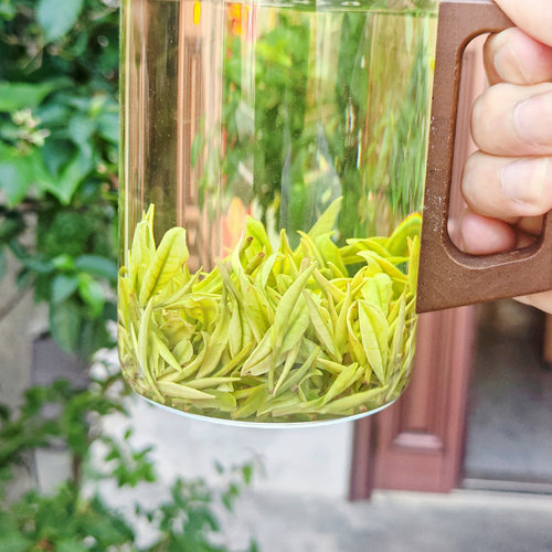 乐茁 壮肥芽【明前二采2优安吉白茶】2026年新茶正宗珍稀高山绿茶 - 图2