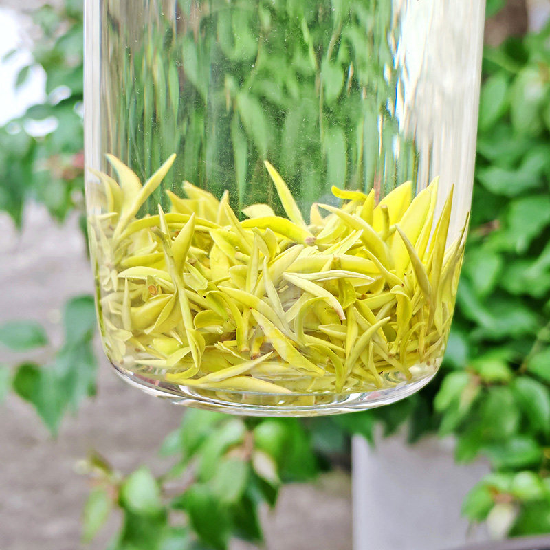 景白2号白玉仙【开园头采4优-乐茁绿茶】2026年新茶金奖惠明茶