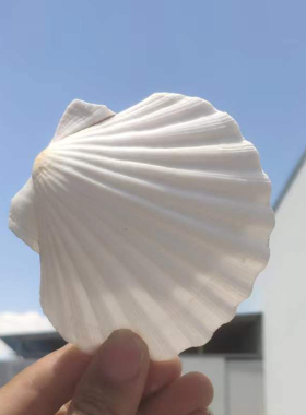 大白色扇贝壳幼儿园diy画画贝壳海螺婚庆道具海螺贝壳书托盘贴墙