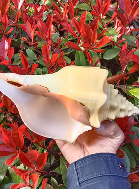 天然大海螺贝壳黄涡螺西印度圣螺号角收藏礼品家居鱼缸水族装饰