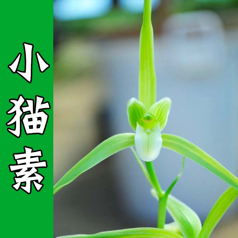 兰花苗寒兰素心小猫素易养活易来芽盆栽植物室内客厅花卉绿植-图0