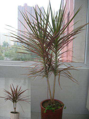 五彩千年木七彩铁绿植盆栽室内前台盆栽三色龙血树红竹观叶植物 - 图1