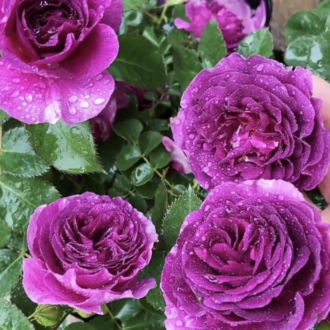 比利时超级香月季 蓝紫色浓香玫瑰耐寒阳台庭院花卉绿植月季