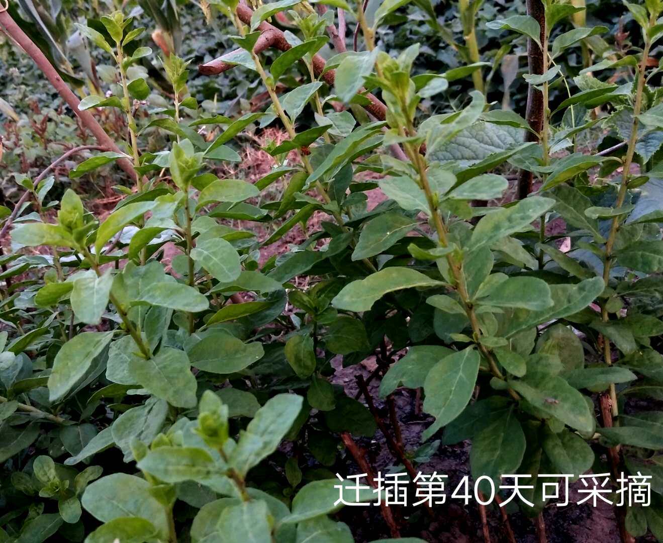枸杞叶尖,枸杞叶(第14页)_大山谷图库
