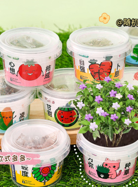 开学新同学迷你种植盲盒花盆栽