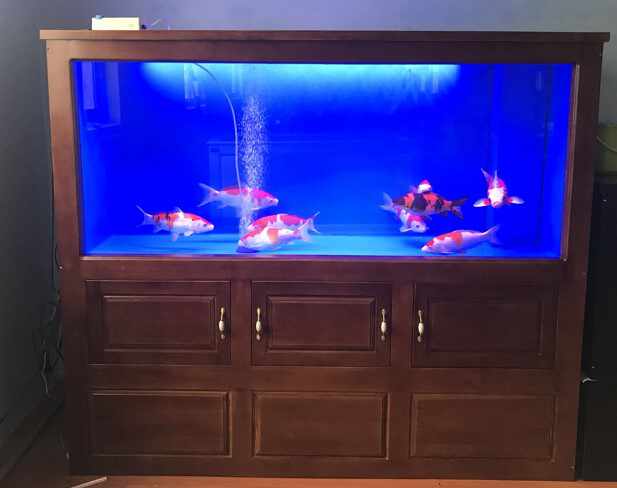 錦鯉地缸池玻璃 新人首單立減十元 21年9月 淘寶海外