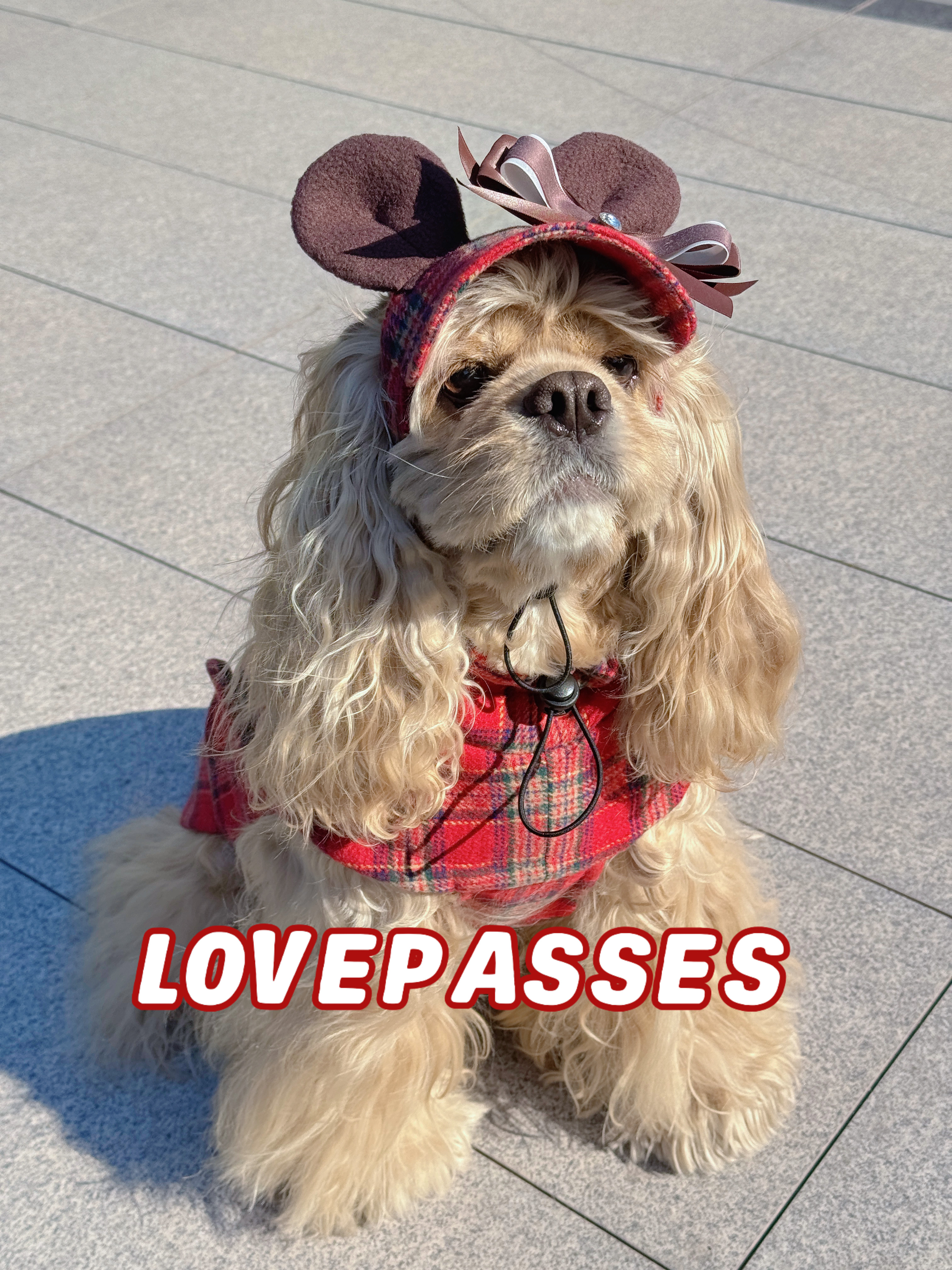 2026｜狗狗衣服新品保暖宠物红色格子狗狗网红无袖马甲棒球棒套装,淘宝优惠券,粉丝福利购,淘宝优惠卷