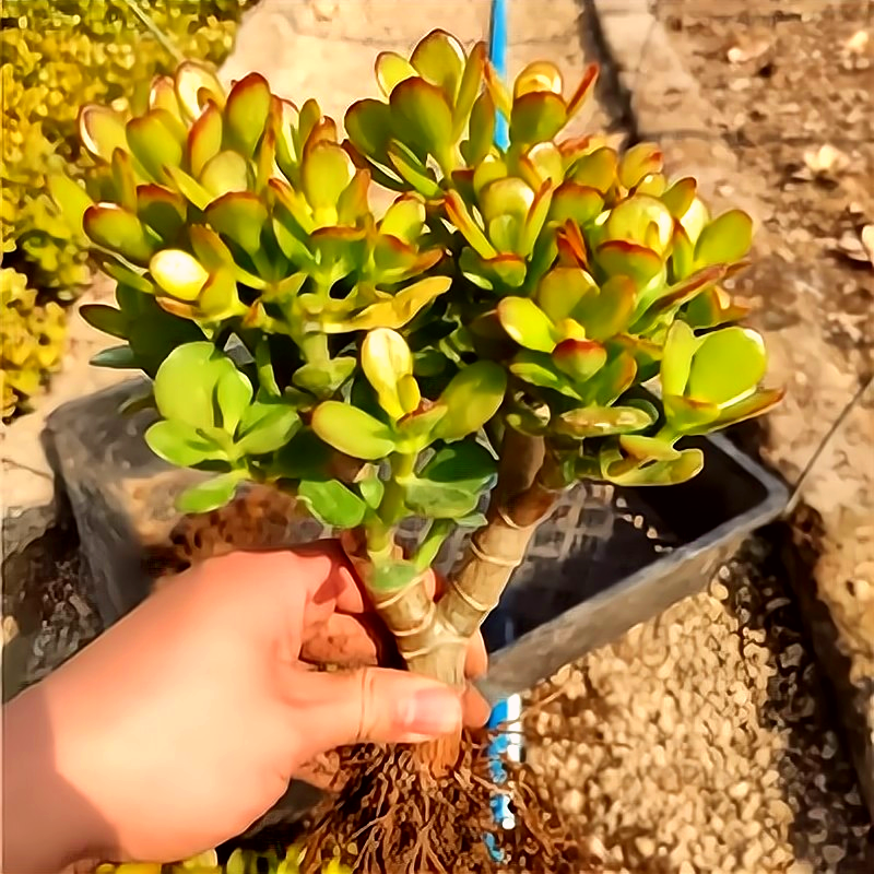 年宵多肉花卉招财猫吸财树姬叶花月玉树大老桩趣味观叶型盆栽花卉 - 图2