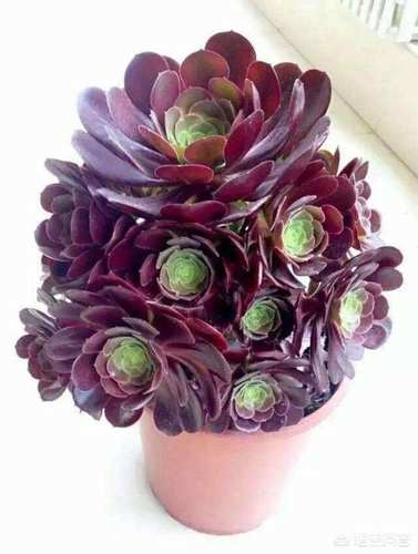 红铜壶黑铜壶法师老桩多头手捧群生倾城多肉植物室内阳台花卉盆栽 - 图0