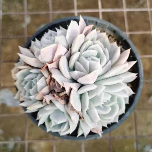 墨西哥雪球控养精选状态单多头多肉植物室内阳台楼顶盆栽绿植花卉 - 图0