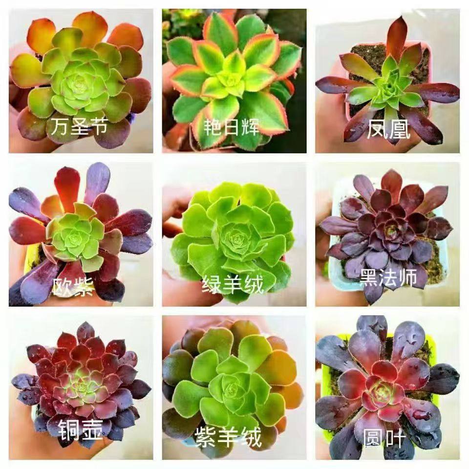 多肉植物特价黑法师锦组合套餐星爆铜壶香炉盘紫羊绒美杜莎粉女巫,淘宝优惠券,粉丝福利购,淘宝优惠卷