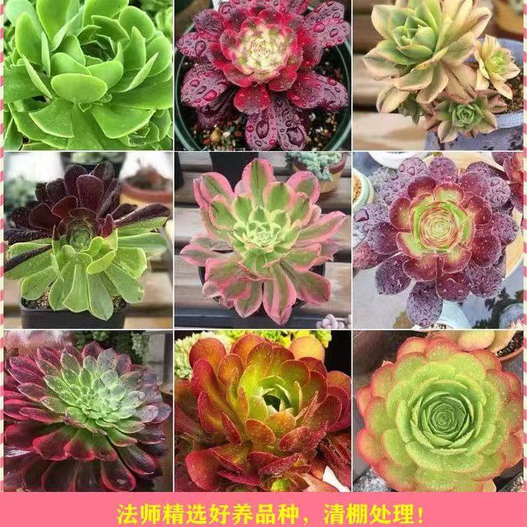 多肉植物特价黑法师锦组合套餐星爆铜壶香炉盘紫羊绒美杜莎粉女巫,淘宝优惠券,粉丝福利购,淘宝优惠卷