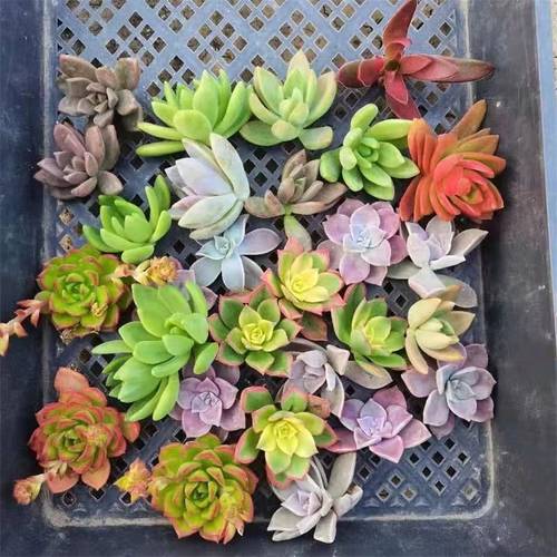 多肉植物无根砍头苗自选套餐新手易养发根快盆栽易爆盆清棚特价 - 图1