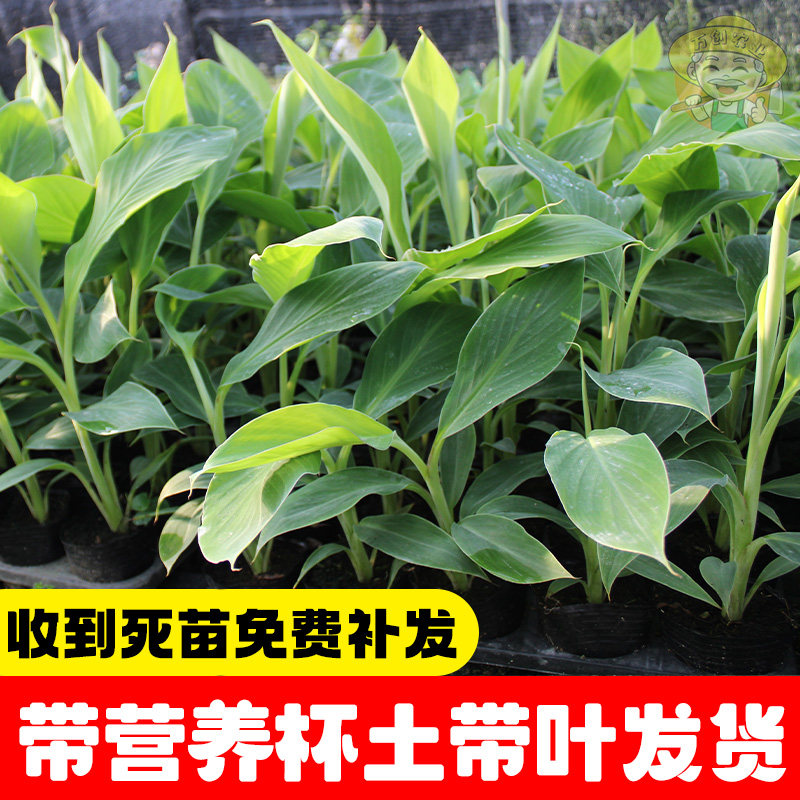 正宗粉蕉树苗中蕉9号香蕉苗苹果蕉皇帝蕉苗南方小米蕉苗当年结果,淘宝优惠券,粉丝福利购,淘宝优惠卷