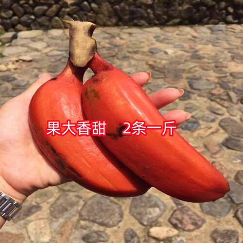 正宗红美人香蕉树苗红皮香蕉苗南北方四季种植耐寒抗冻当年结果 - 图0