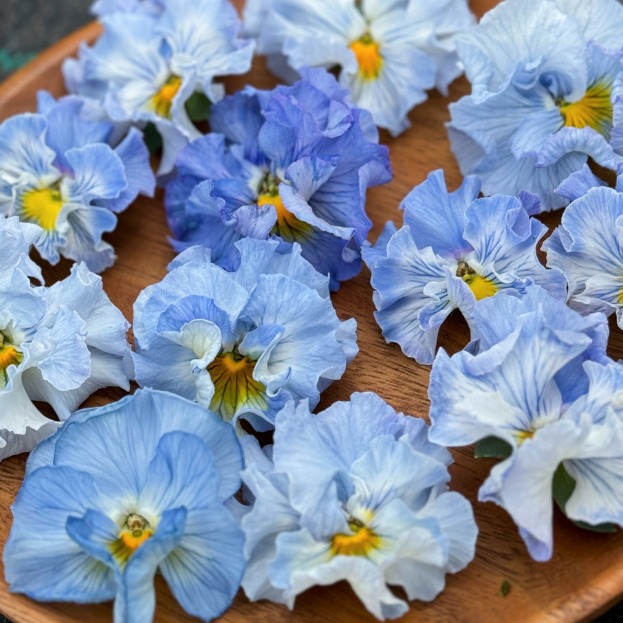 皱边角堇三色堇花期长盆栽花卉耐寒冬季好养阳台花园植物,淘宝优惠券,粉丝福利购,淘宝优惠卷