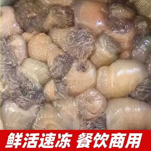 新鲜海葵沙蒜野生海捕鲜活冷冻5斤海肠海菊花根沙蒜豆面食材商用 - 图1
