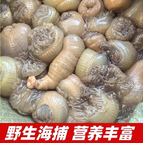 新鲜海葵沙蒜野生海捕鲜活冷冻5斤海肠海菊花根沙蒜豆面食材商用 - 图2