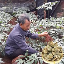 Yunnan Wenshan 37 30 30 35 Head sliding sleeves Chuntian Seven farmhouses Zhao Lao Dad imitating wild film grinding ultra fine powder