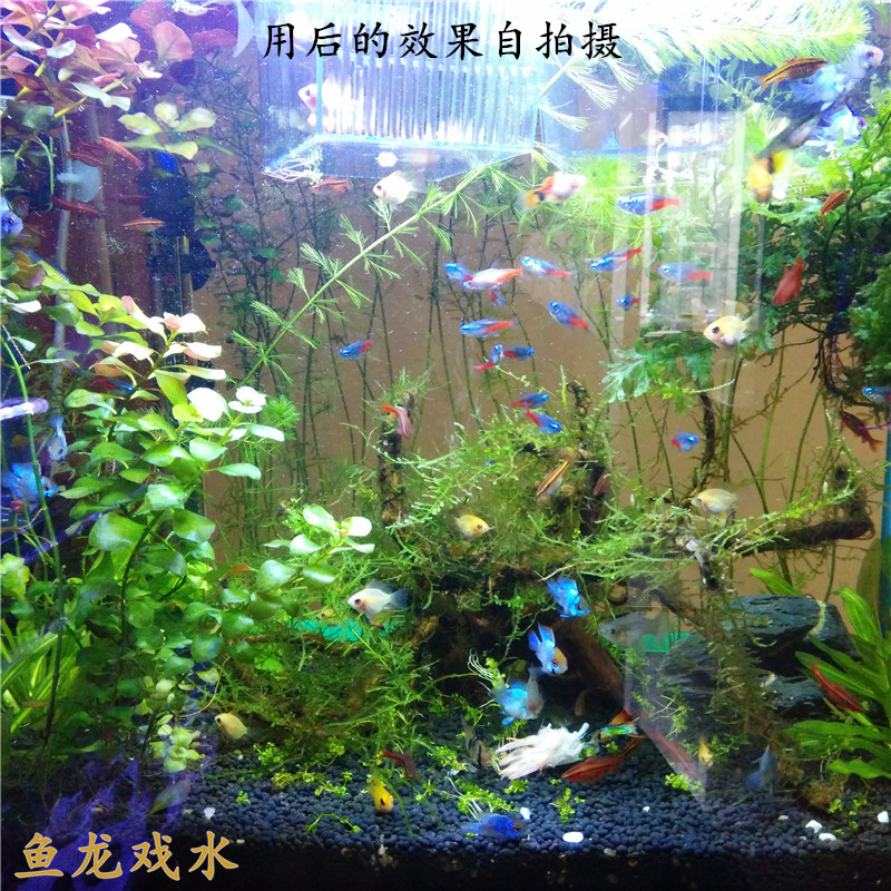 贝克灵森水族观赏鱼白点净 白点清治疗白点病小瓜虫治疗剂 白点剂 - 图1