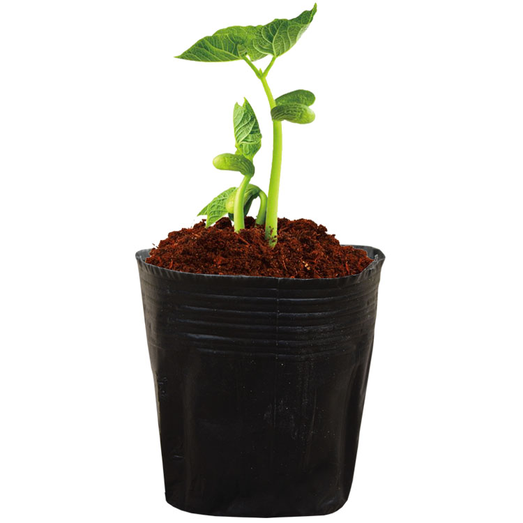 营养杯育苗杯营养钵育苗盆塑料加厚一次性农用营养袋育苗袋花盆大,淘宝优惠券,粉丝福利购,淘宝优惠卷