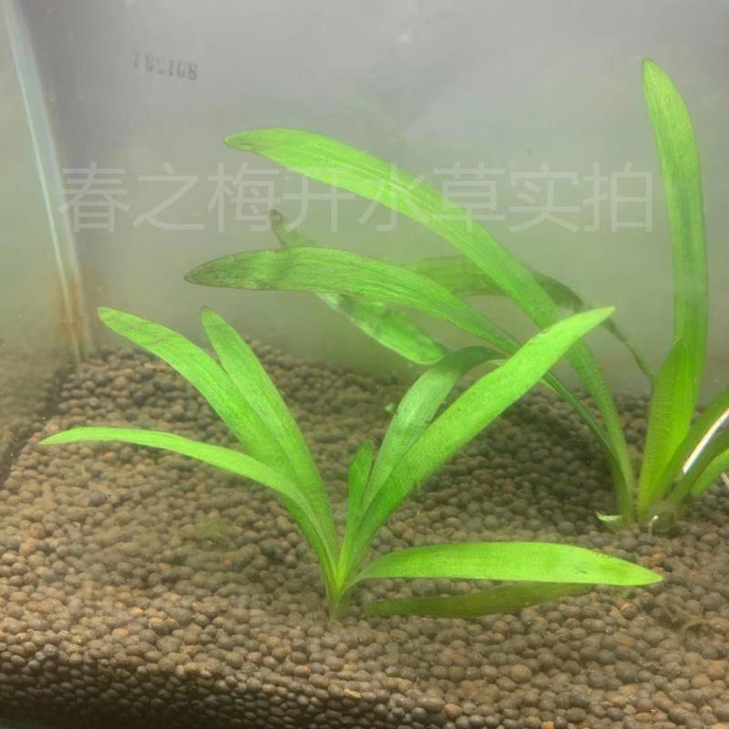 龙舌兰水草鱼缸造景中前景新手易活水草淡水人气植物好养水培水兰 水中叶休闲会馆 淘优券 龙舌兰水草鱼缸造景中前景新手易活水草淡水人气植物好养水培水兰 水中叶休闲会馆 淘优券