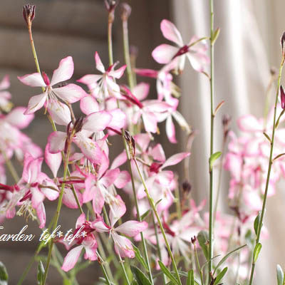 山桃草'盛情夏日'Gaura lindheimeri 多年生耐寒耐热 盆栽植物 - 图1