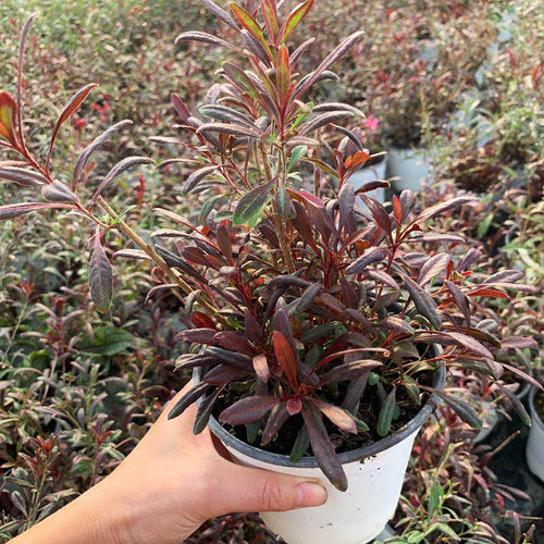山桃草'盛情夏日'Gaura lindheimeri 多年生耐寒耐热 盆栽植物 - 图2