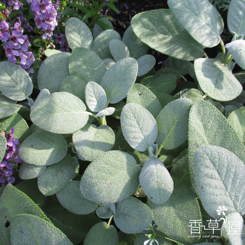 香草屋 食用鼠尾草 水果鼠尾草 巴格蛋鼠尾草香西餐料理 盆栽植物 - 图0