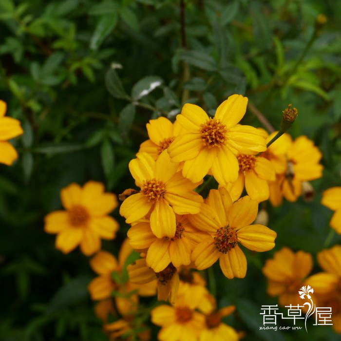 芳香万寿菊 香草苗 香草盆栽 香草料理 芳香植物香味浓郁 - 图0