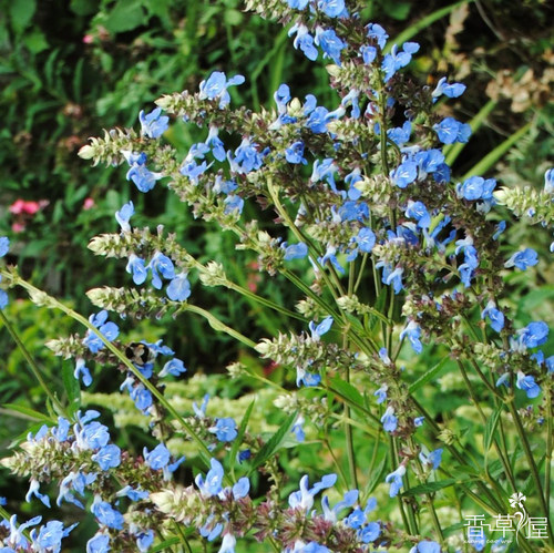 天蓝鼠尾草 salvia 多年生耐寒耐热 庭院 盆栽 花园搭配植物 - 图1