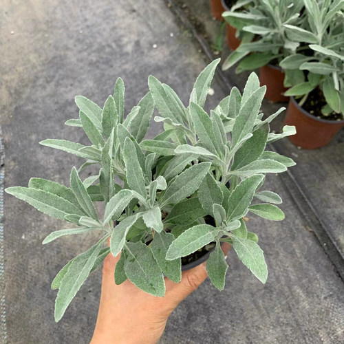 香草屋 银叶婆婆纳 多年生耐寒耐热宿根花境露台阳台 盆栽 植物 - 图3
