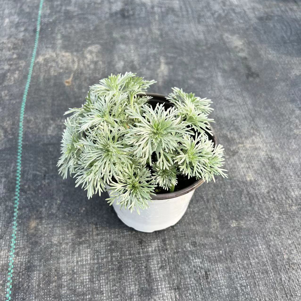 香草屋 朝雾草盆栽银叶草苗芳香植物阳台庭院素材多年生耐寒耐热 - 图3