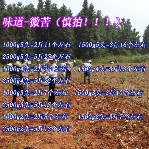 2026年现挖宜兴新鲜百合顺丰包邮食用5斤3斤2斤1斤可晒干微苦 - 图0