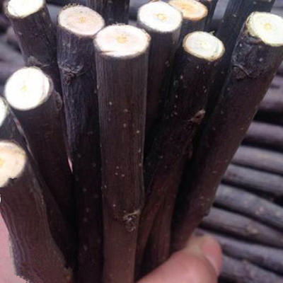 果园直供19新烘干苹果枝龙猫磨牙枝兔子仓鼠松鼠咬木枝5斤包邮 虎窝淘