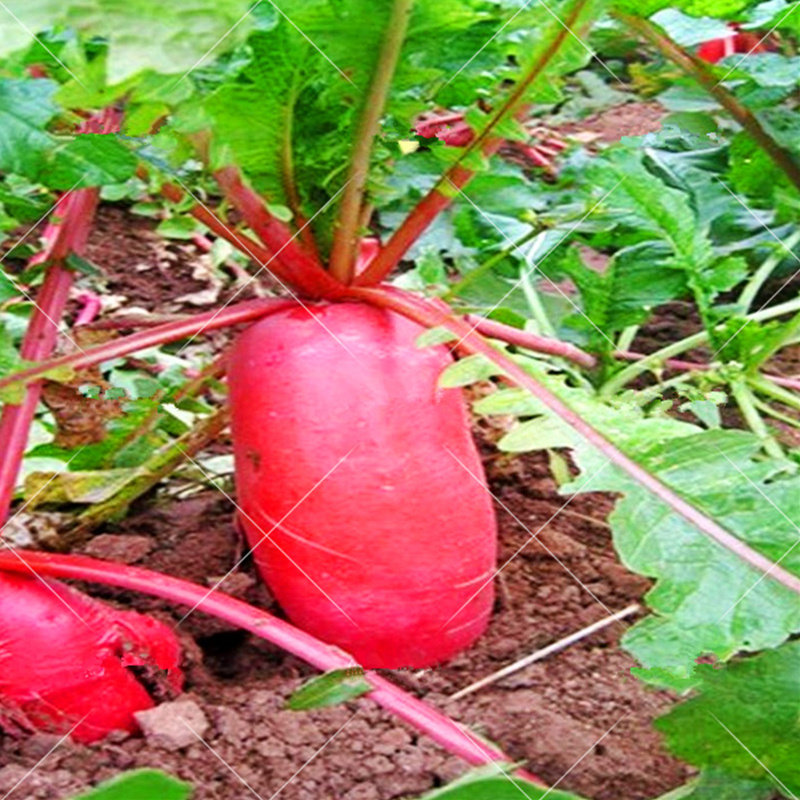 大红袍萝卜种籽蔬菜种子夏秋冬四季播满地红萝卜老不糠水萝卜种孑