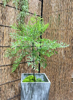 仿真绿色植物南天竹假花绿叶树枝家居样板房客厅花艺装饰摆件婚庆