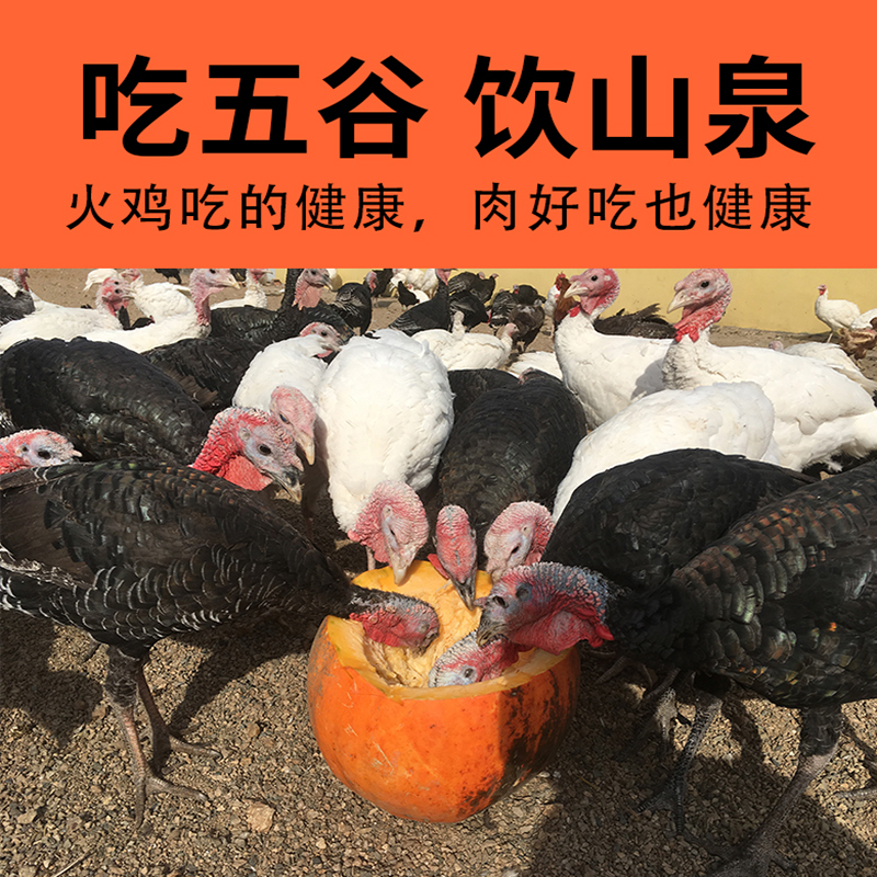 新鲜火鸡肉现杀整鸡全鸡散养农家火鸡整只5-30斤感恩圣诞节烤火鸡,淘宝优惠券,粉丝福利购,淘宝优惠卷