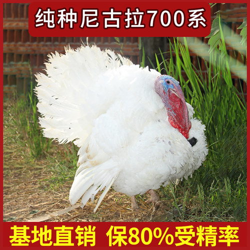 大型火鸡种蛋受精蛋可孵化纯种尼古拉700系受精蛋火鸡活苗包活 - 图0