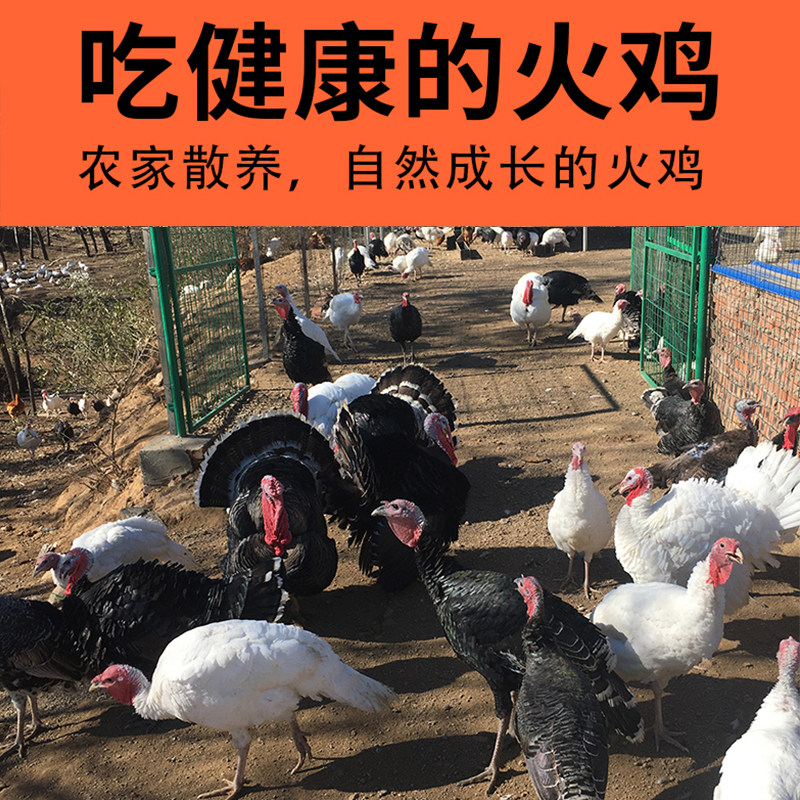新鲜火鸡肉现杀整鸡全鸡散养农家火鸡整只5-30斤感恩圣诞节烤火鸡,淘宝优惠券,粉丝福利购,淘宝优惠卷