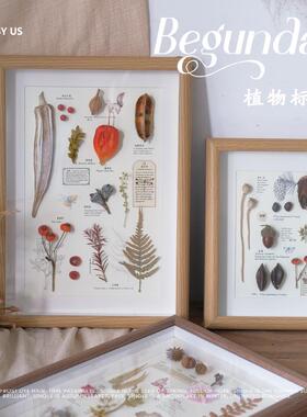 干花种子树叶植物标本展示