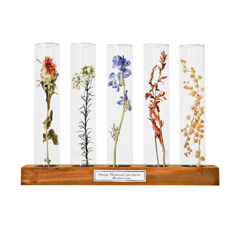 玻璃试管植物标本花卉昆虫树叶干枝真花桌面装饰摆件复古创意礼物-图3