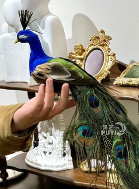 【仿真小孔雀】仿真蓝孔雀动物摆件家居装饰鸟类标本模型真羽毛